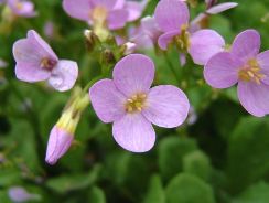 arabis-gascarita