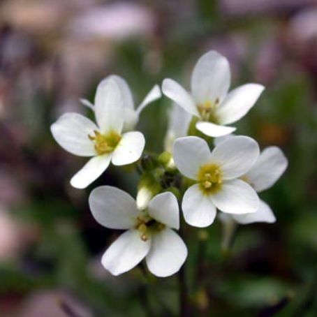 arabis 2 - gascarita