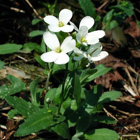 arabis 3 - gascarita
