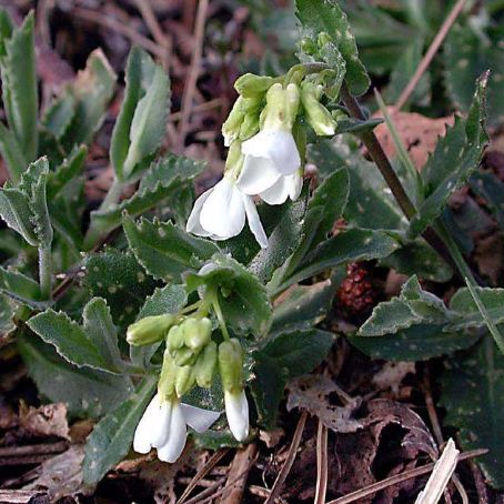 arabis 4 - gascarita