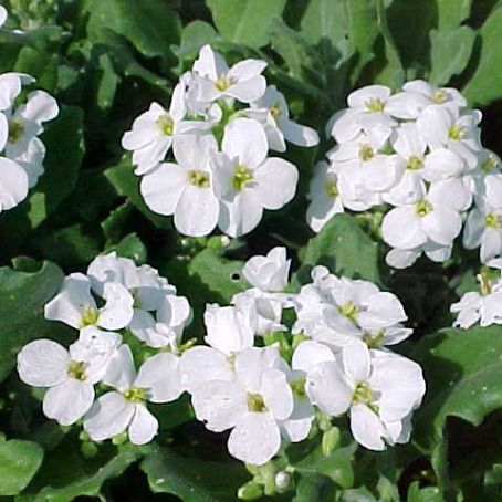arabis 5 - gascarita
