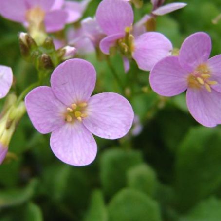 arabis 1 - gascarita