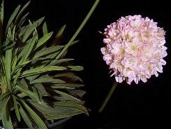 armeria-limba-pestelui