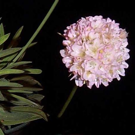armeria 3 - limba pestelui