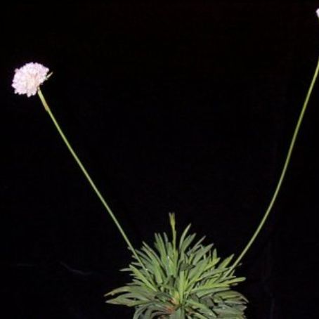 armeria 2 - limba pestelui