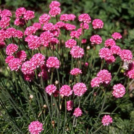 armeria 1 - limba pestelui