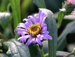 aster-steluta