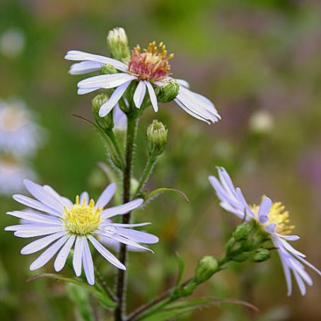 aster 2 - steluta