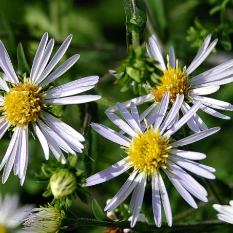 aster 4 - steluta