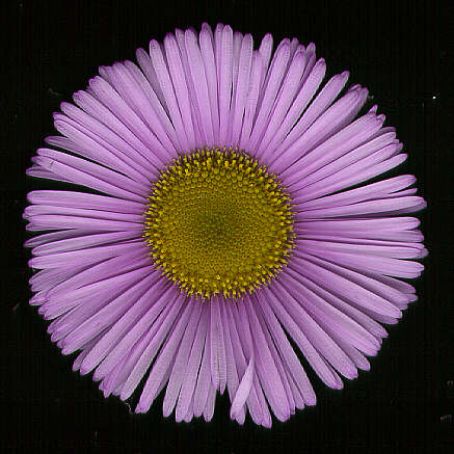 aster 3 - steluta