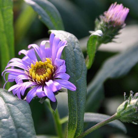 aster 1 - steluta
