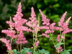 astilbe-astilbe