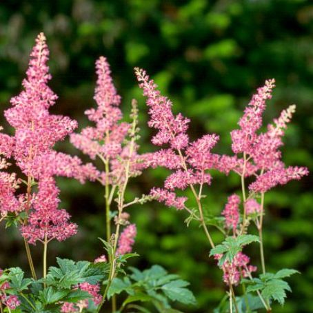 astilbe 2 - astilbe