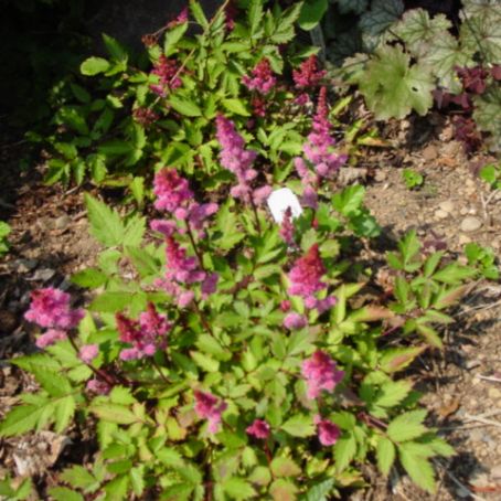 astilbe 5 - astilbe