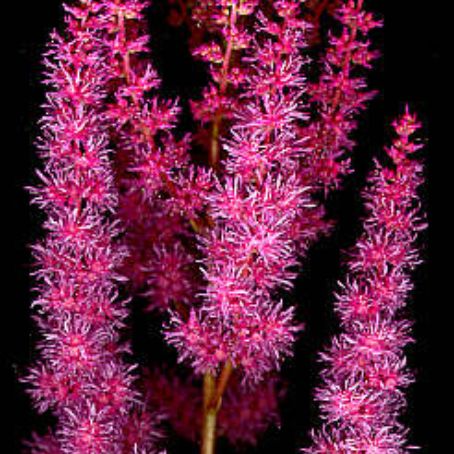 astilbe 3 - astilbe