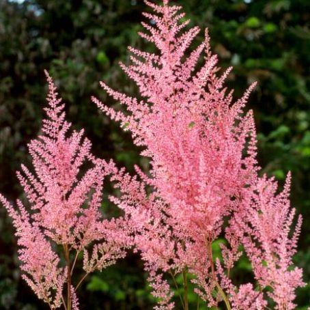 astilbe 1 - astilbe