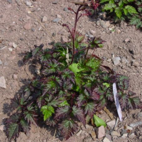 astilbe 4 - astilbe