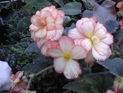 begonia-gheata