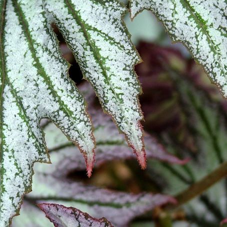 begonia 4 - gheata