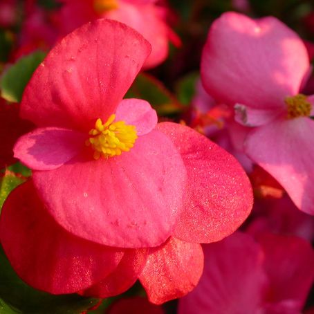 begonia 3 - gheata