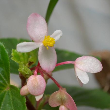 begonia 1 - gheata