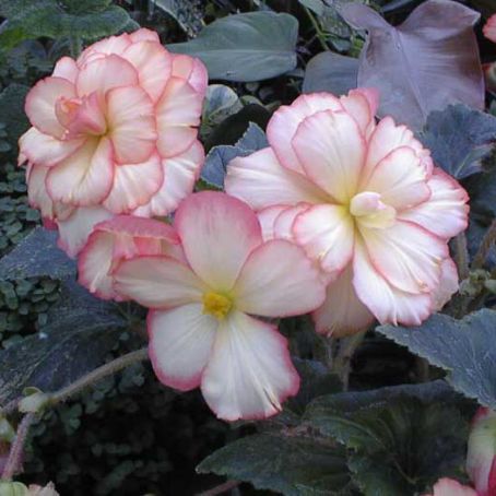 begonia 2 - gheata