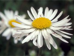 bellis-banutei