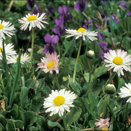 bellis 3 - banutei