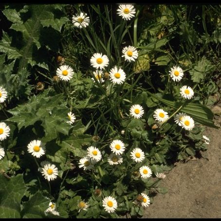 bellis 2 - banutei
