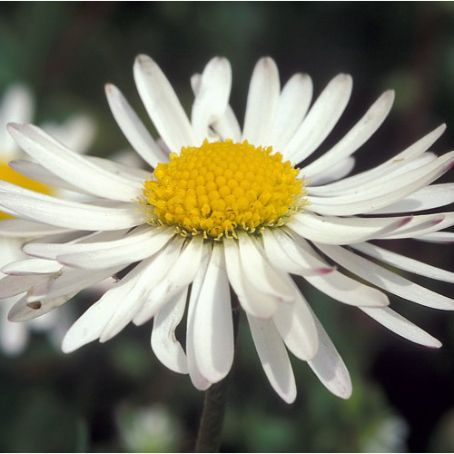bellis 1 - banutei