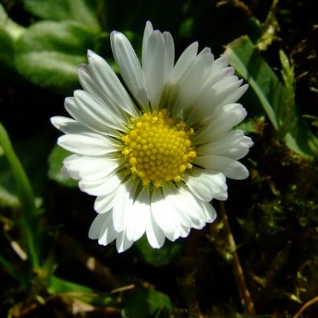 bellis 4 - banutei