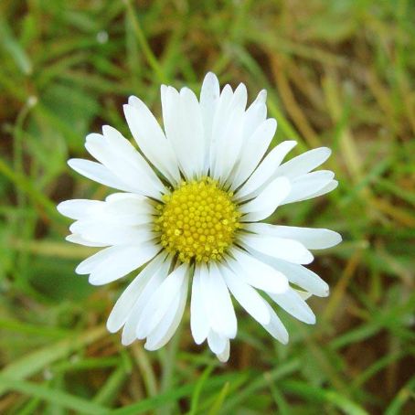 bellis 5 - banutei