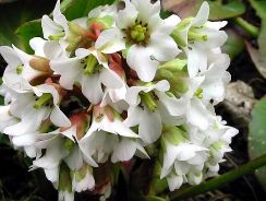 bergenia-craciunita