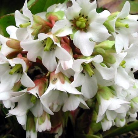 bergenia 2 - craciunita