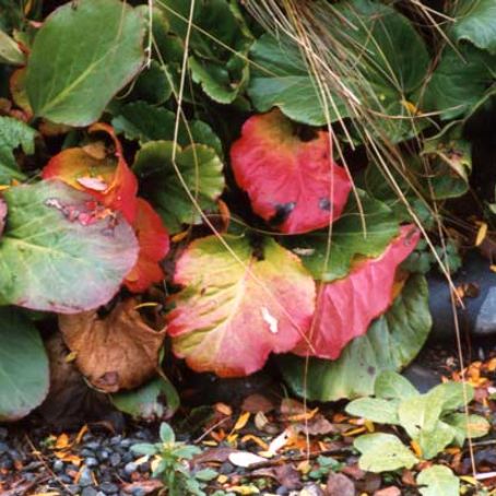bergenia 3 - craciunita