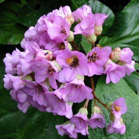 bergenia 1 - craciunita