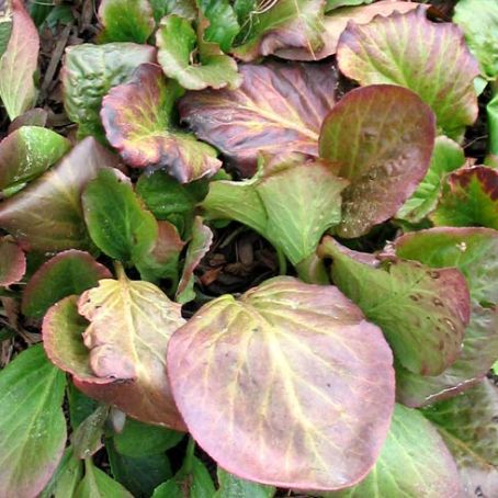 bergenia 4 - craciunita