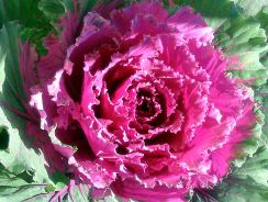 ../plante-si-flori/photos/gradina/brassica-5304076.jpg