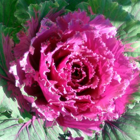 brassica 1 - varza decorativa
