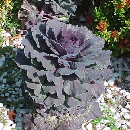 brassica 4 - varza decorativa