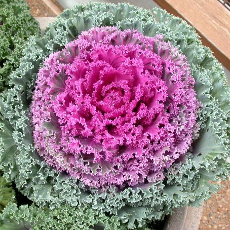 brassica 2 - varza decorativa