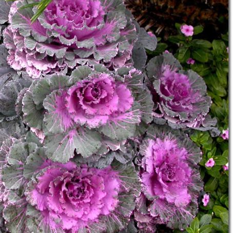 brassica 3 - varza decorativa