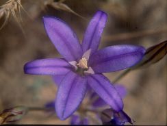 ../plante-si-flori/photos/gradina/brodiaea-9944390.jpg