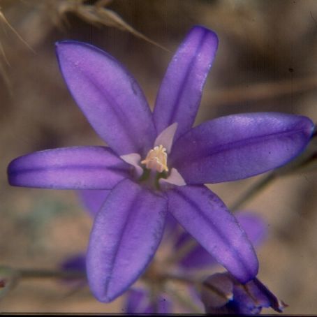 brodiaea 1 - brodie