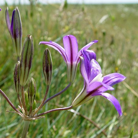 brodiaea 4 - brodie