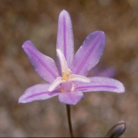 brodiaea 3 - brodie
