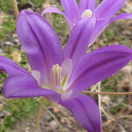 brodiaea 5 - brodie