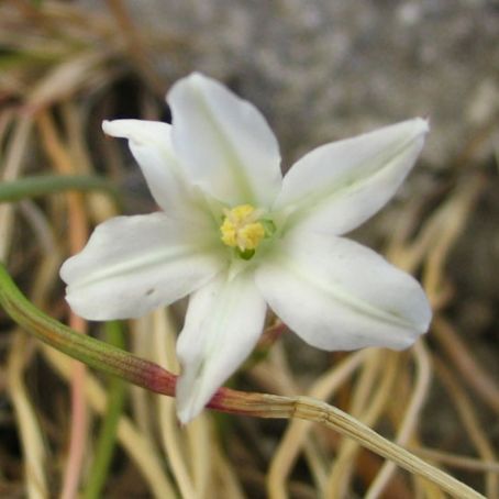brodiaea 2 - brodie