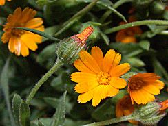 calendula-galbenele