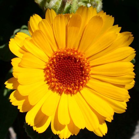 calendula 2 - galbenele